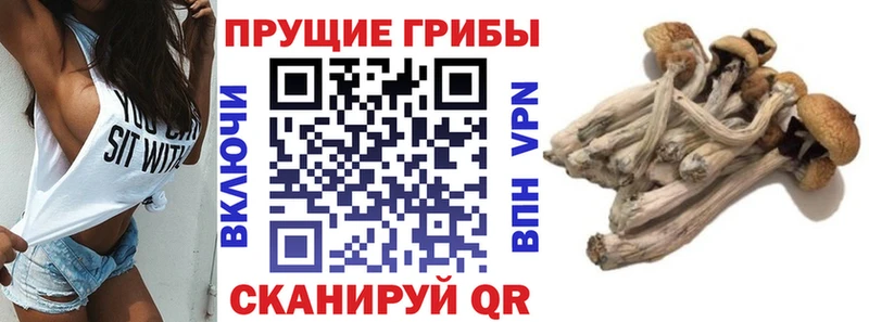 наркошоп  Салават  Псилоцибиновые грибы Psilocybe 